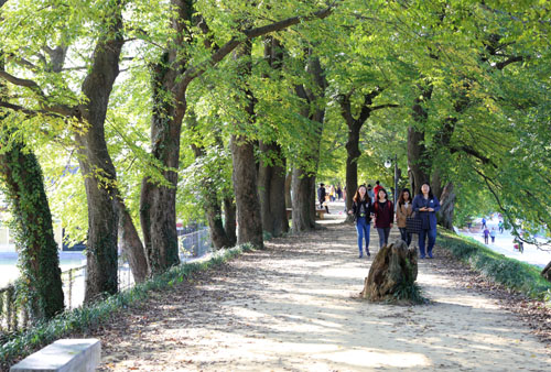 담양 관방제림 숲길. 25일 관방제림을 찾은 여행객들이 숲길을 따라 걸으며 가을 한낮을 즐기고 있다.