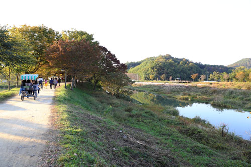 가을날 주말의 관방제림 풍경. 25일 이곳을 찾은 관광객들이 천변 숲길을 따라 걷거나 자전거를 타고 있다.