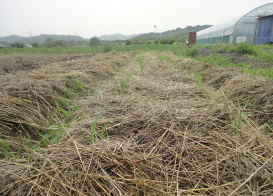 흙의 침식을 막기 위해 마른 풀을 덮어둔 밭에서 옥수수가 자라고 있다.