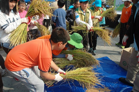 '학교 논 만들기'에 참여해 직접 벼를 재배한 학생들이 추수한 벼를 모으고 있다.