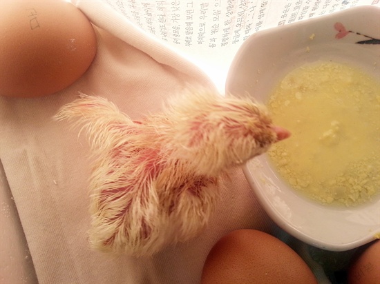 어미 닭이 아닌 인간의 손을 많이 탔지만, 그래도 건강하게 태어난 첫 번째 병아리
