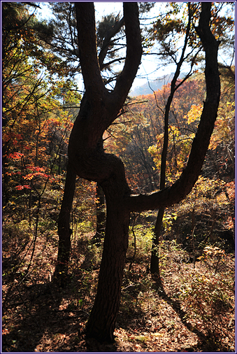 김연아 소나무
