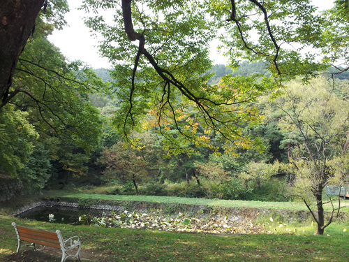 둔산동 옻골마을 입구에 비보 숲 둔산동 옻골마을 입구에 비보 숲