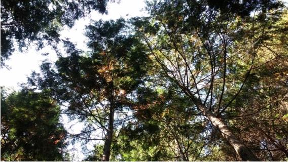 나뭇가지와 가느다란 잎사귀 사이로 보이는 하늘이 무척 여유롭고 건강하다. 아름답다.