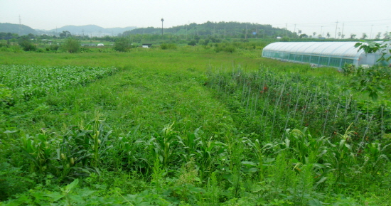 풀에 대한 가치는  과학으로도 아직 제대로 밝혀지지 않았다