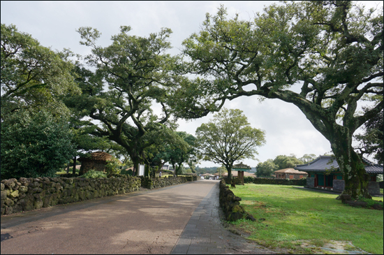 성읍민속마을의 천연기념물 제161호로 지정된 '제주 성읍리 느티나무 및 팽나무 군' 일부 모습이다. 
