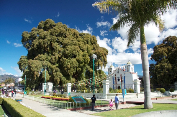  - 엘 툴레 마을에 있는 이 나무는 전 세계에서 두번째로 큰 나무라지만, 바로 옆의 교회가 미니어처로 보일만큼 충분히 거대하다.