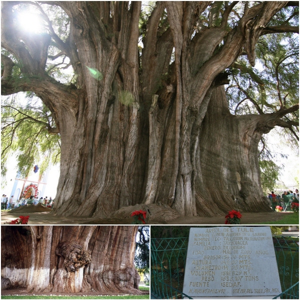 편백나무과의 엘툴레 나무는 몸통의 직경만 14미터며, 높이 42미터, 둘레 58미터에 달해, 성인 서른명이 손을 뻗어야 두를 수 있다.