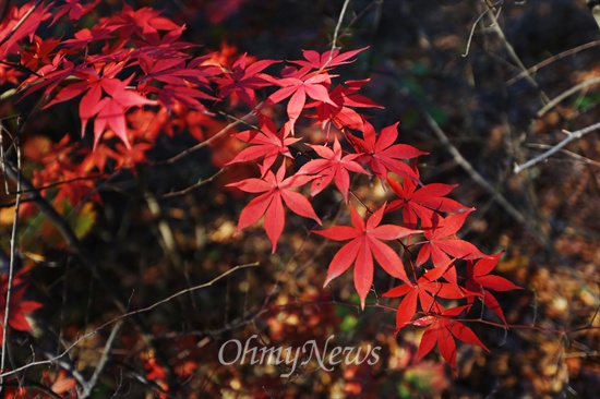 서로 다른 크기의 붉은 단풍잎들이 한 가지에 매달려 있다.