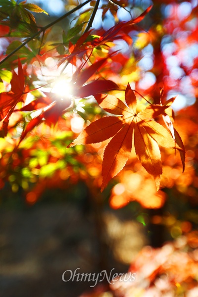 가을 햇살에 빛나는 붉은 단풍잎.