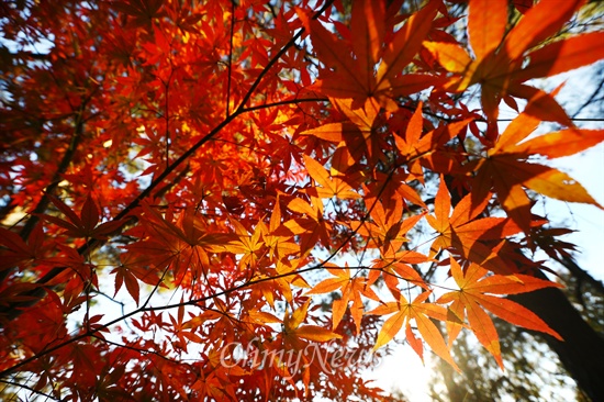 붉게 물든 단풍잎 사이로 가을 햇살이 비치고 있다.