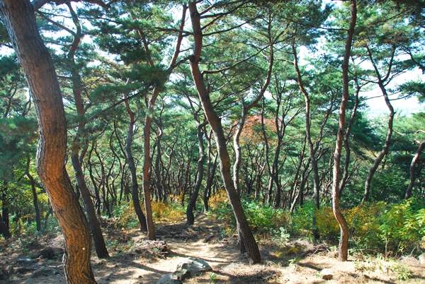 용도 외곽길에는 소나무들이 우거져있다