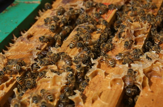 여왕벌 주위에 모여있는 벌들, 가운데 다른 모양의 벌이 여왕벌이다
