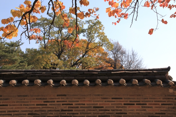 창덕궁의 담들은 가을과 가장 잘 어울리는 건축물 입니다. 
