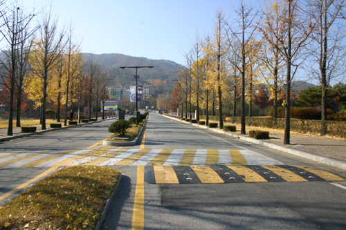  사계절이 아름다운 연세대 매지리캠퍼스로 가는 길. 이즈음은 황홀한 노란 은행잎이 떨어져 유감이다. 