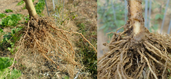 작물과 미생물의 공생은 흙 상태와 밀접한 관련이 있다. 건강한 뿌리(왼쪽)와 병에 걸린 뿌리(오른쪽)