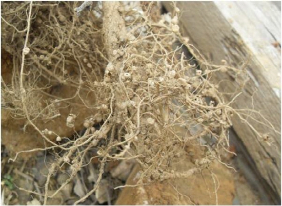 콩 뿌리에 둥근 집을 짓고 공생하는 뿌리혹박테리아