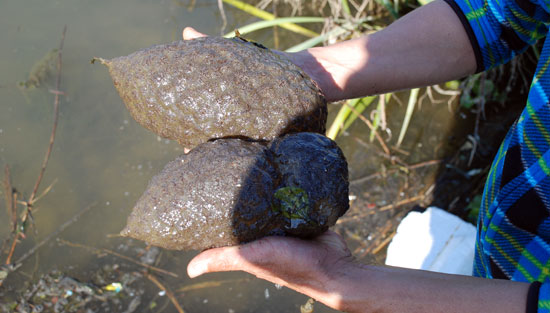 공주보 지난 6일 공주보 수상공연장 인근에서 발견된 큰빗이끼벌레
