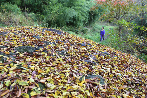 금성산성의 성내를 따라 걷다가 만난 만추. 낙엽이 큰 바위 위에 수북히 쌓여 있다.