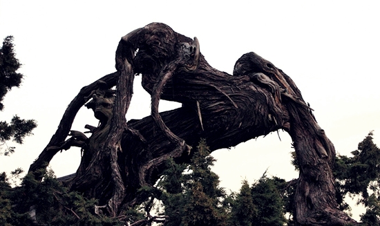 수백 년간 조선왕조의 영욕을 보며 살아온 천연기념물 향나무의 다친 모습이 안타깝다.