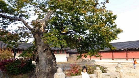 유년시절 동네의 당산나무를 떠올리게 하는 고목 느티나무.