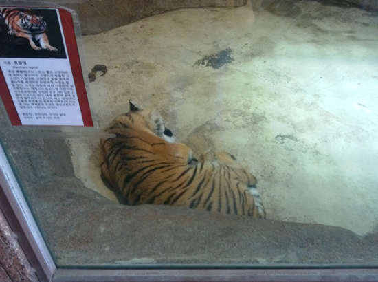 아픈 고양이처럼 몸을 움크린 채 힘없이 누워 있는 벵갈 호랑이