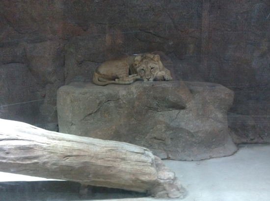 가짜 바위와 하나된 듯 슬픈 표정으로 앉았는 사자. 