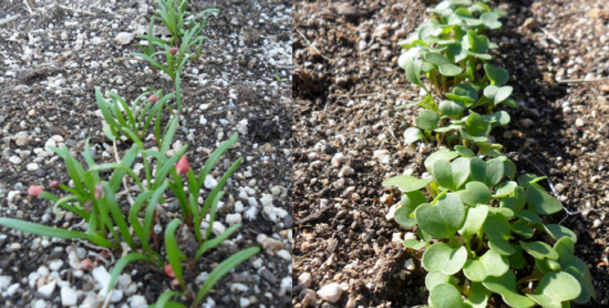 파종시기가 늦더라도 비닐로 보온을 해주면 싹을 틔운다. 월동시금치(왼쪽)와 유채 새싹