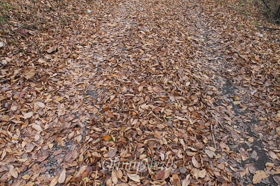 가을이 깊어가면서 낙엽은 점점 을씨년스러운 풍경으로 변해간다.