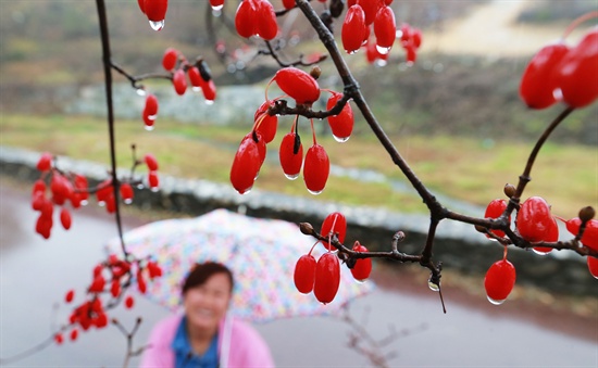 24일 함양 개평한옥마을 돌담길의 산수유.