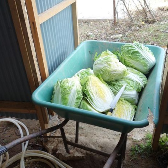 텃밭에서 수확한 배추를 수레에 담아 수돗가로 나름니다.