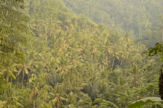 열대의 계곡 위로 야자수 가득한 열대우림이 이어진다.
