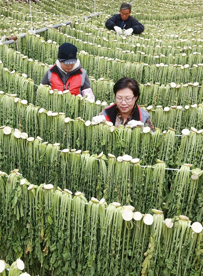  함양 시래기용 무청 말리기.