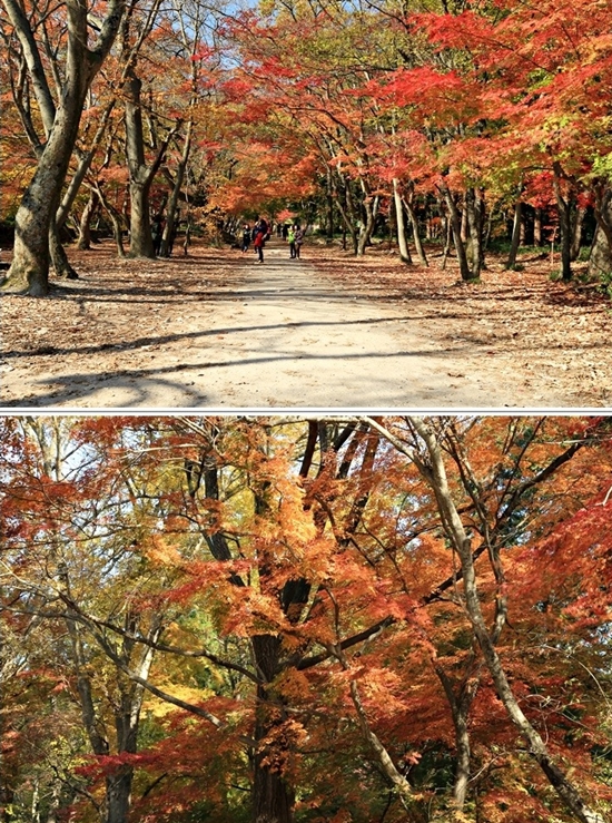  선운사 입구의 단풍