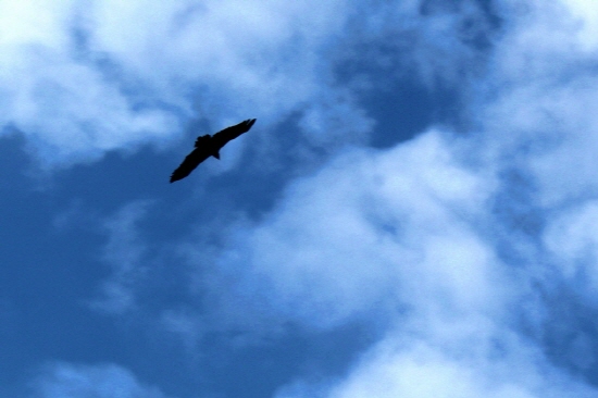 푸른 하늘을 배경으로 날아가는 독수리 연(鳶) 덕분에 마음마저 상쾌했다.