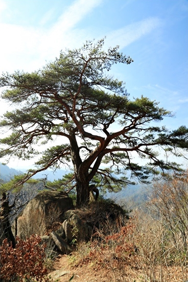 천년송