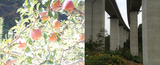  큰 일교차로 당도가 높은 소백산 사과는 일본으로 수출되기도 한다(좌). 과수원 위로 솟아있는 거대한 중앙고속도로 하방 구조물(우). 