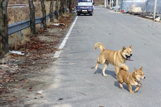  한적한 교외선 기차길 옆에서 마주친 목줄 풀린 동네 개들의 고마운 무시.