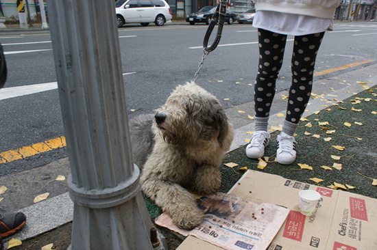 긿은 잃은 강아지 한 마리가 도로에 위태롭게 앉아 있었다.