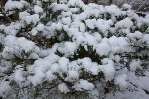 소나무가 대기가 되어 눈이 구름이 되어 하늘위에 풍성한 잔치가 벌어진 모습