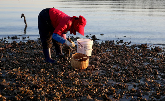 안면읍 황도리에서 굴을 캐고 있는 아낙네의 모습으로 태안은 기름유출사고 이후 123만 자원봉사자들의 헌신적인 노력으로 사고 이전의 깨끗한 바다를 되찾았다.
