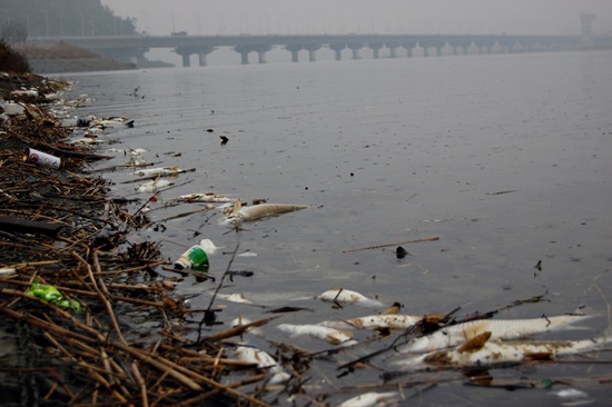 2012년 가을 낙동강서 일어난 물고기떼죽음 사태. 수십만에 이르는 물고기가 낙동강서 떼죽음했다. 