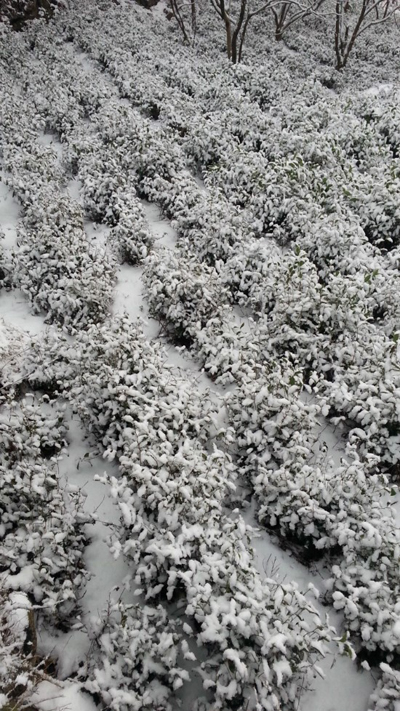 녹차밭에 내린 눈.