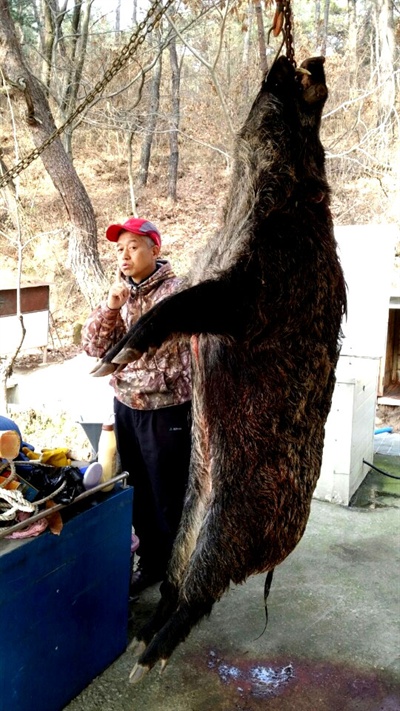  함양군청은 지난 3일 유림면 옥매리 화장산 인근에서 10년생 400kg 짜리 멧돼지가 포획됐다고 밝혔다.