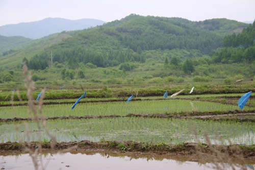 동북지방의 벼논들, 이들 대부분 조선 이주 농사꾼들의 피땀으로 개간한 것이다(2004. 5. 제3차 답사 때 촬영 장소; 합니하 신흥무관학교 터에서.)