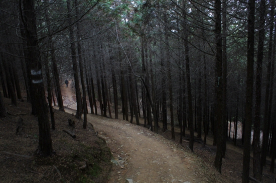 석갑산의 숨겨진 보물, 편백 숲.