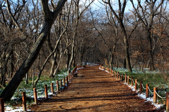 아직 다 떨구지 않은 나무 잎사귀가 끊임없이 바람에 살랑살랑 흔들렸다. 눈 내린 경남 함양 상림에는 바람이 지나가자 다시 바람이 불었다.  