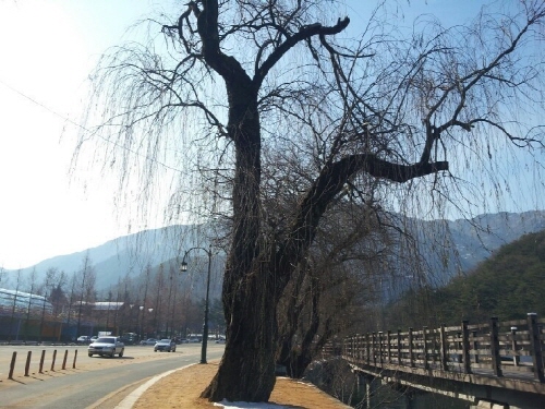 금오산 진입로 앞 수양버들 다양한 효능을 가진 수양버들에 대해 알게되면 수양버들을 가만히 두지 못할 수도 있다. 