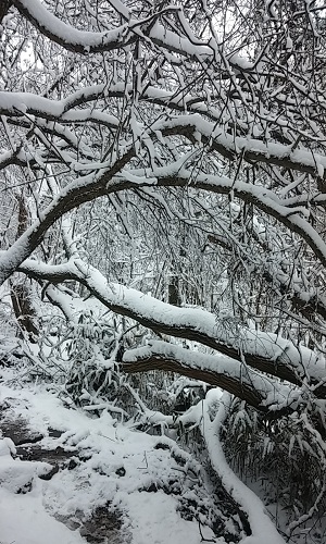 잎을 떨군 채 얼기설기 엉켜있는 나뭇가지 위로 눈이 쌓여 겨울의 깊이를 가늠할 수 없게 한다.