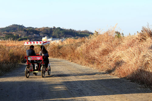 순천만 갈대밭. 갈대밭 사이로 난 길을 따라 연인들이 자전거를 타고 있다.